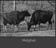 Melghat