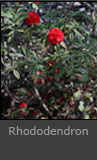 Rhododendron