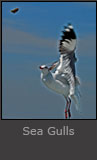 SeaGulls
